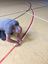 Picture of Marquage au sol sportif interieurs