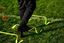 Picture of Lot de 5 haies souples - 23cm