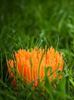 Picture of Set de 25 implants "ORANGE" Pitchmarker