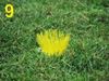 Image sur Pack de 25 implants PITCHMARKER Jaune